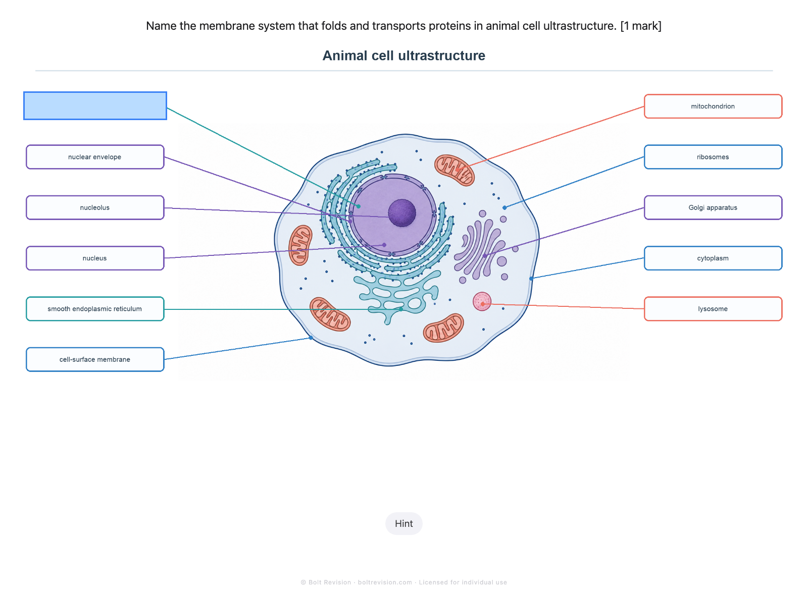 Animal cell ultrastructure Visual Recall card with one organelle hidden